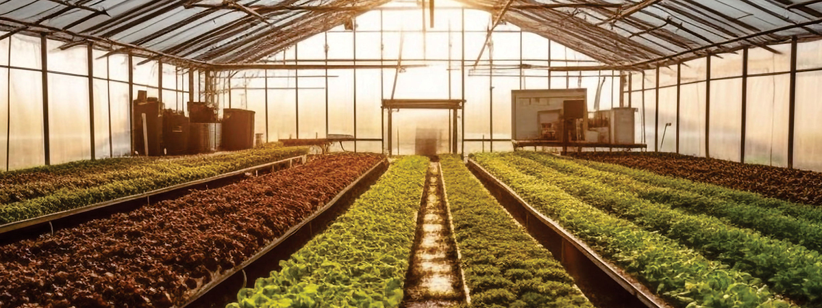 Scheme - Mission for Integrated Development of Horticulture (MIDH)
